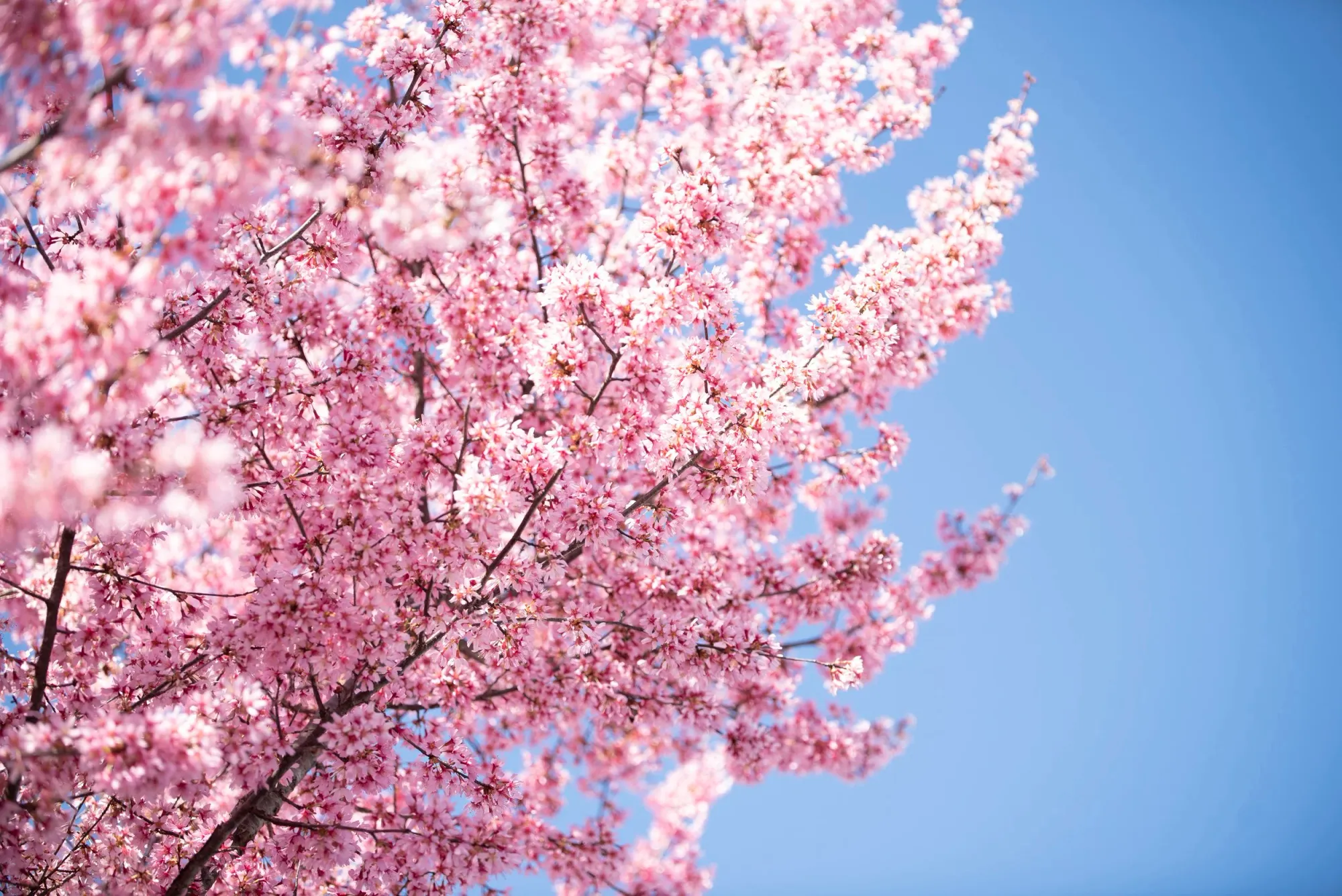 Blooms & Brews at the Lynchburg Community Market in Downtown Lynchburg