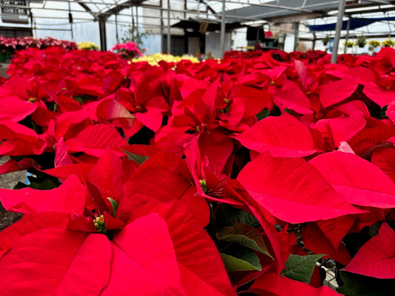 Rows of red poinsettias filling a greenhouse