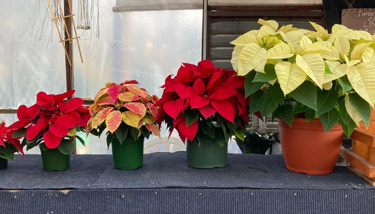 Four poinsettias side by side at the greenhouse, increasing in size from left to right, the largest in a terracotta pot