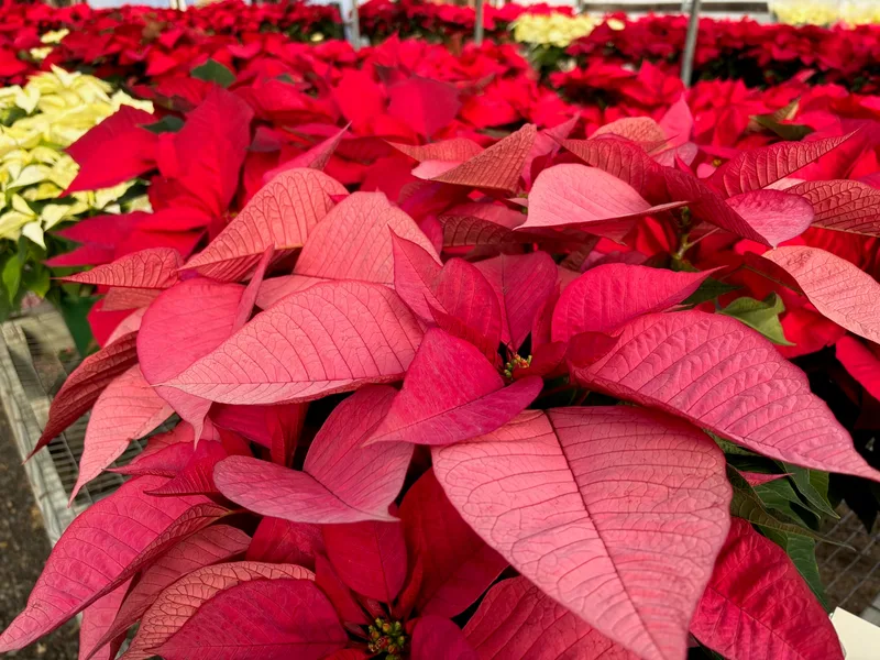 Pink poinsettia