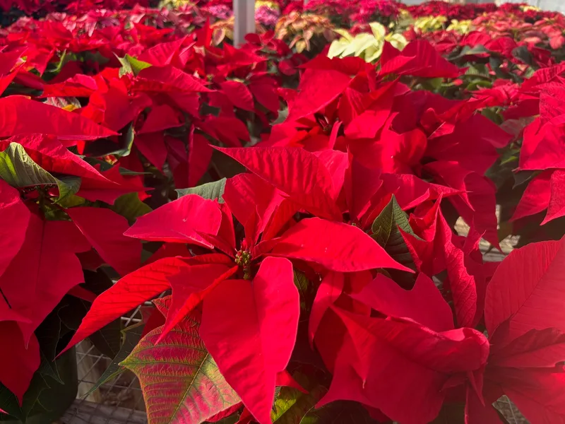 Red poinsettia