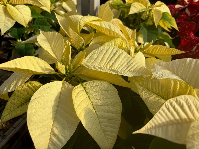 White poinsettia